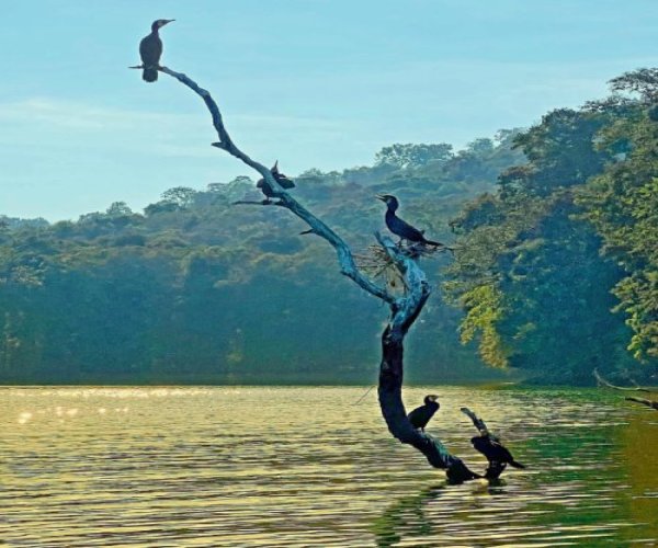 RiverTern